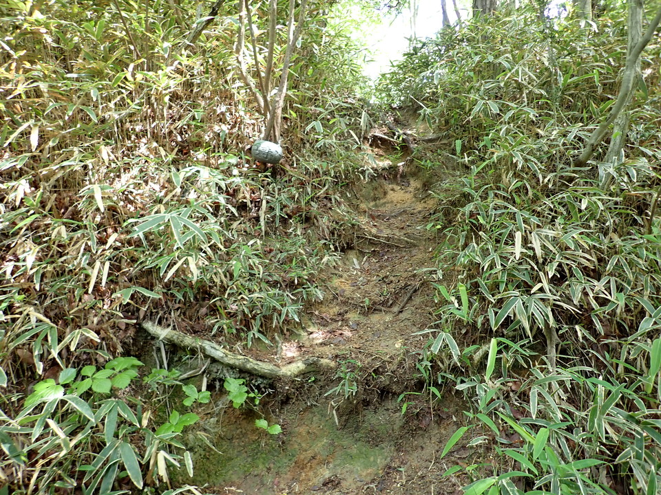 P6017982_mid.jpg