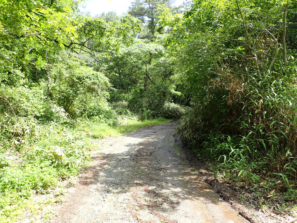 P6017990_mid.jpg