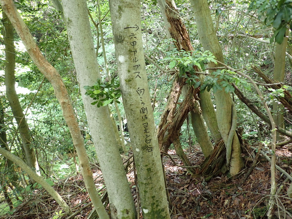 P6018002_mid.jpg
