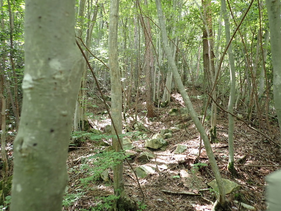 P6018004_mid.jpg