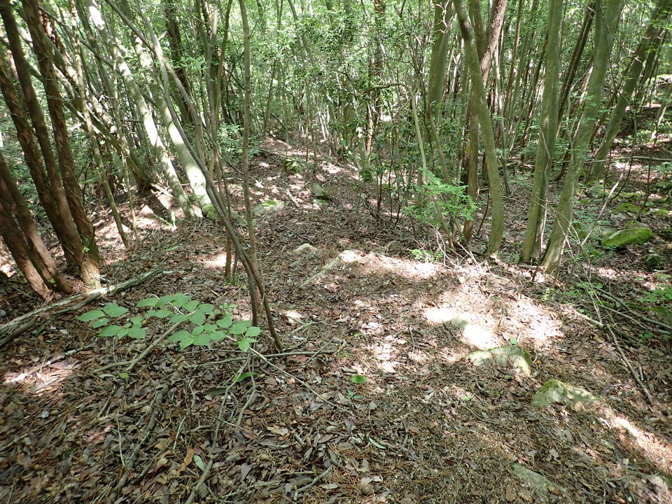 P6018006_mid.jpg