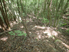 P6018006_thumb.png