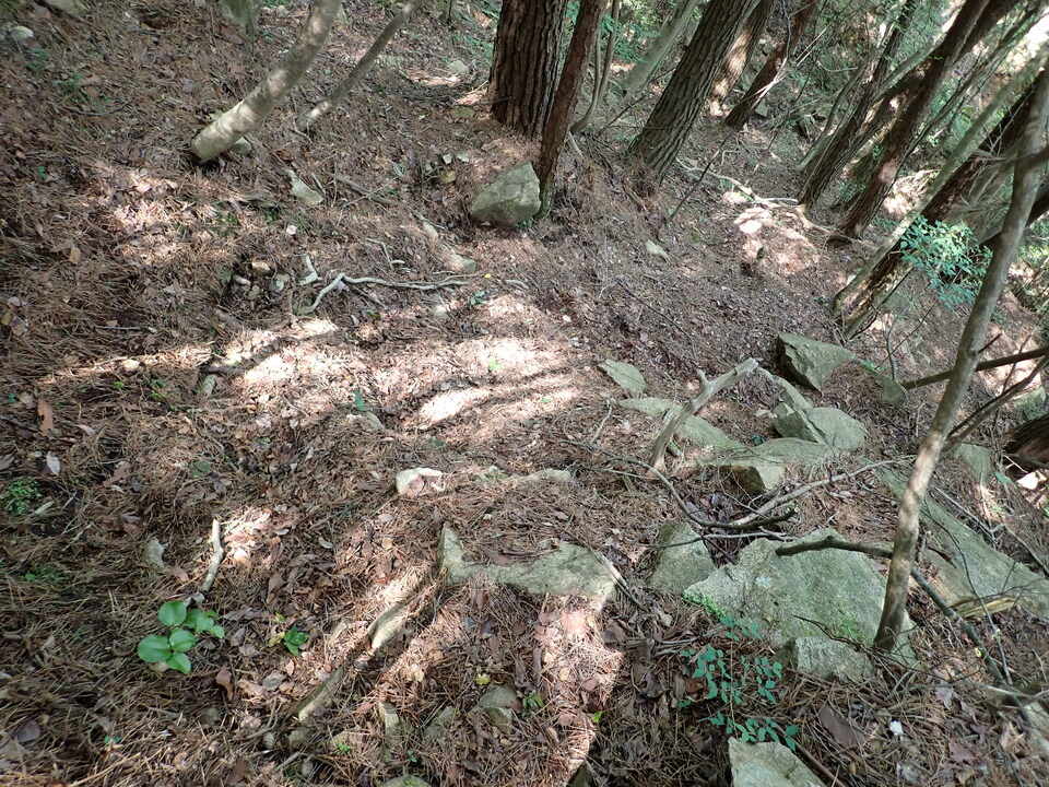 P6018009_mid.jpg