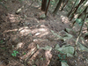 P6018009_thumb.png