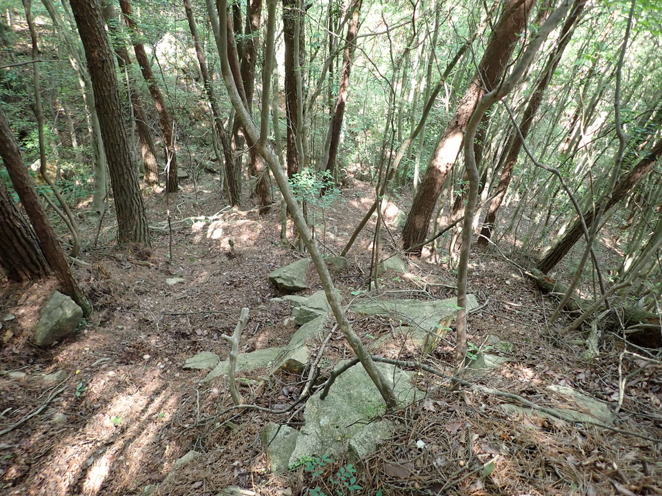 P6018011_mid.jpg