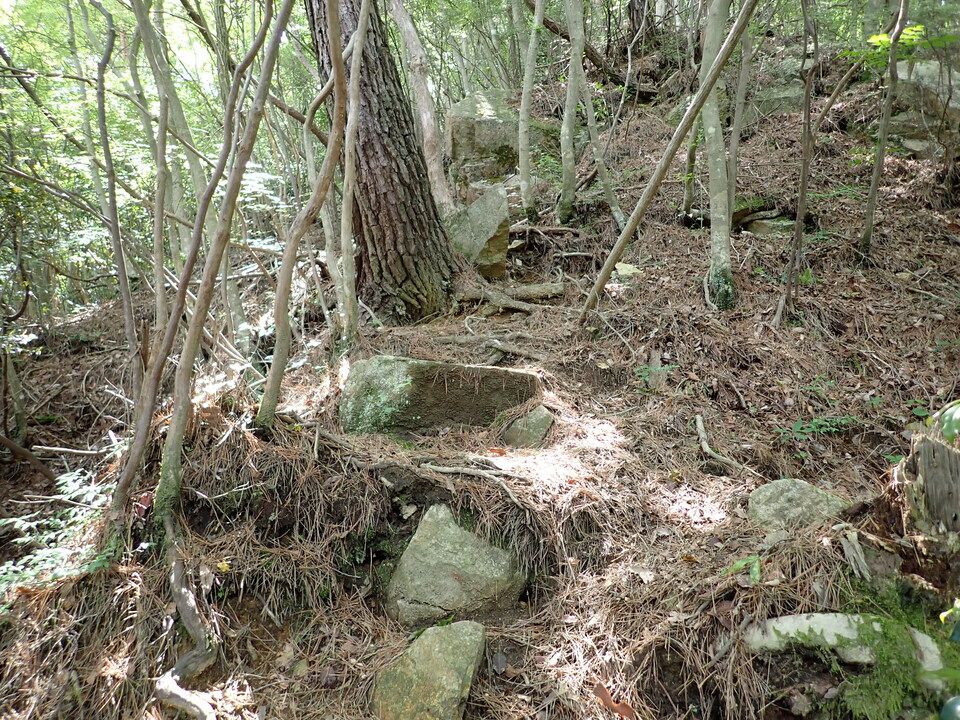 P6018013_mid.jpg
