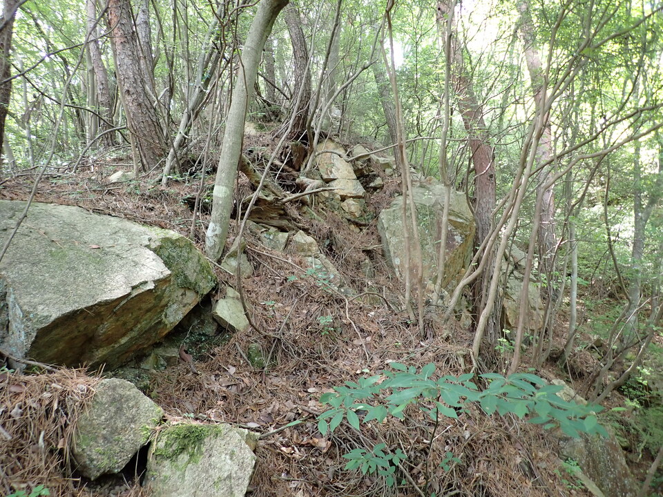 P6018015_mid.jpg