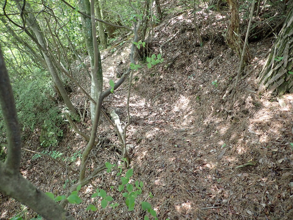 P6018024_mid.jpg