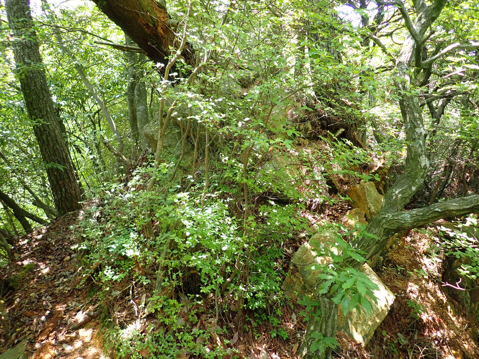 P6018030_mid.jpg