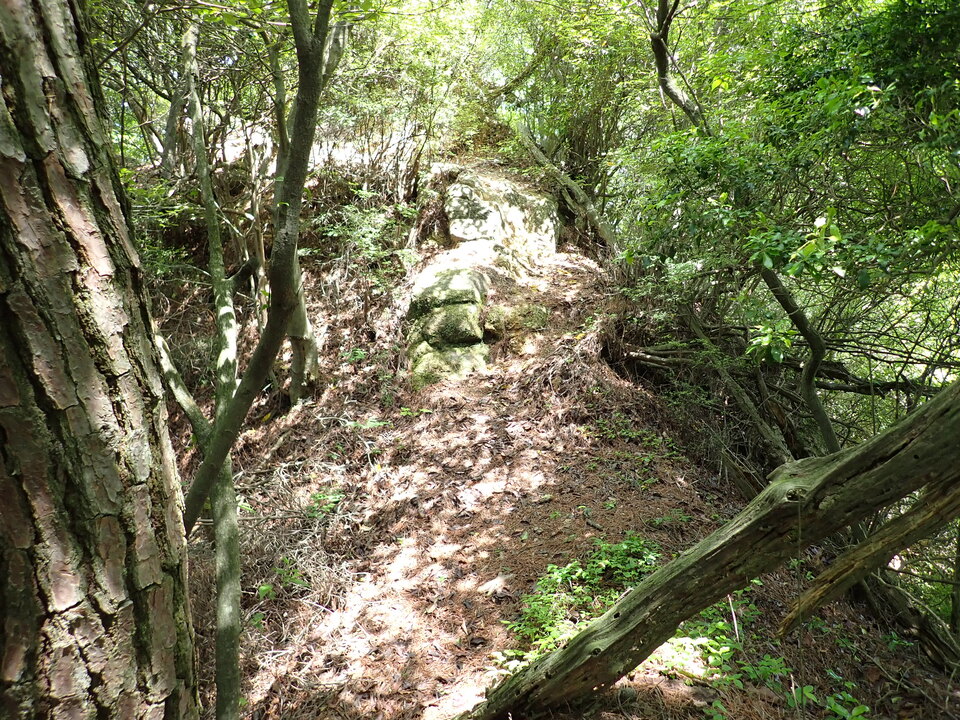 P6018035_mid.jpg