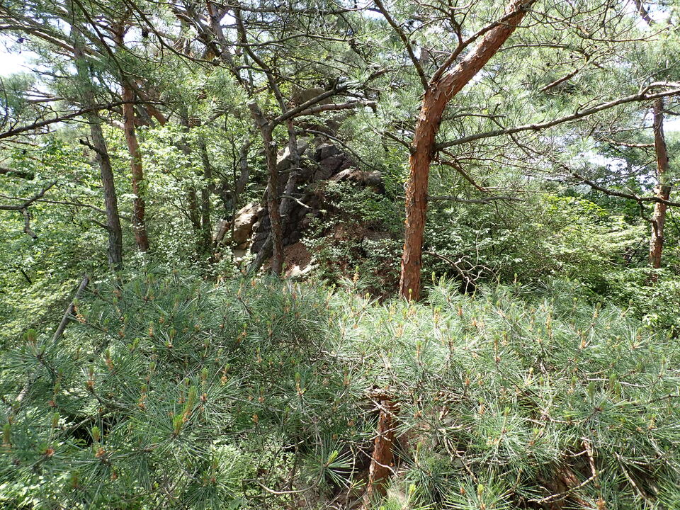 P6018038_mid.jpg