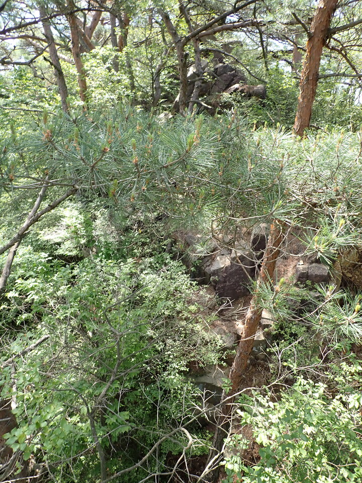 P6018039_mid.jpg