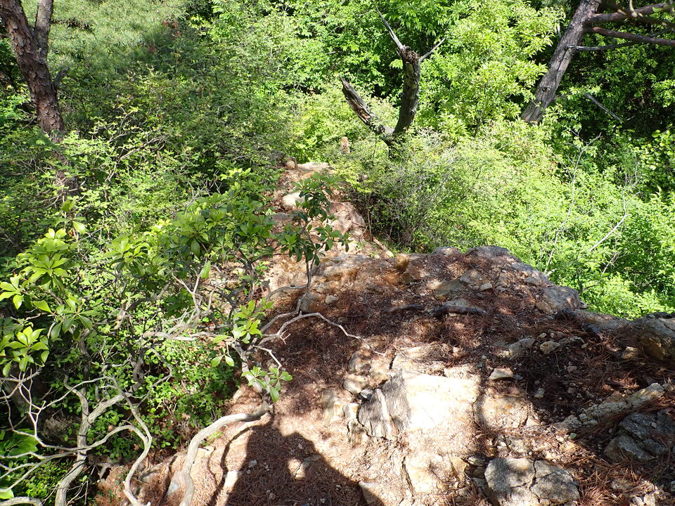 P6018040_mid.jpg