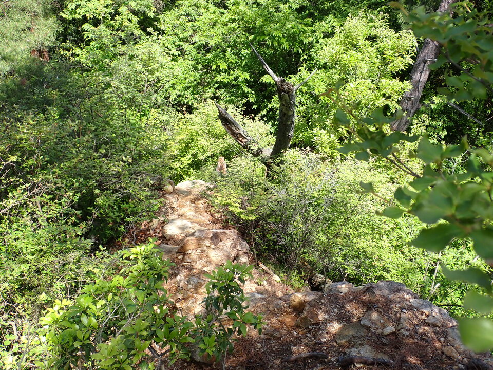 P6018042_mid.jpg
