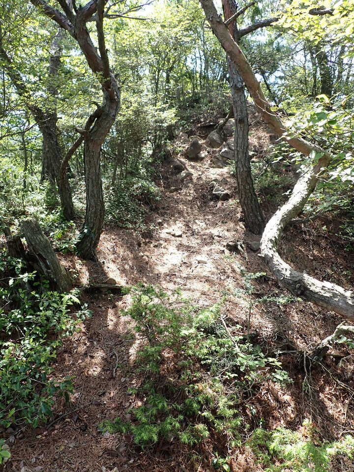 P6018053_mid.jpg
