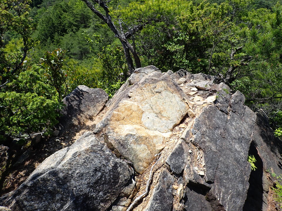 P6018054_mid.jpg