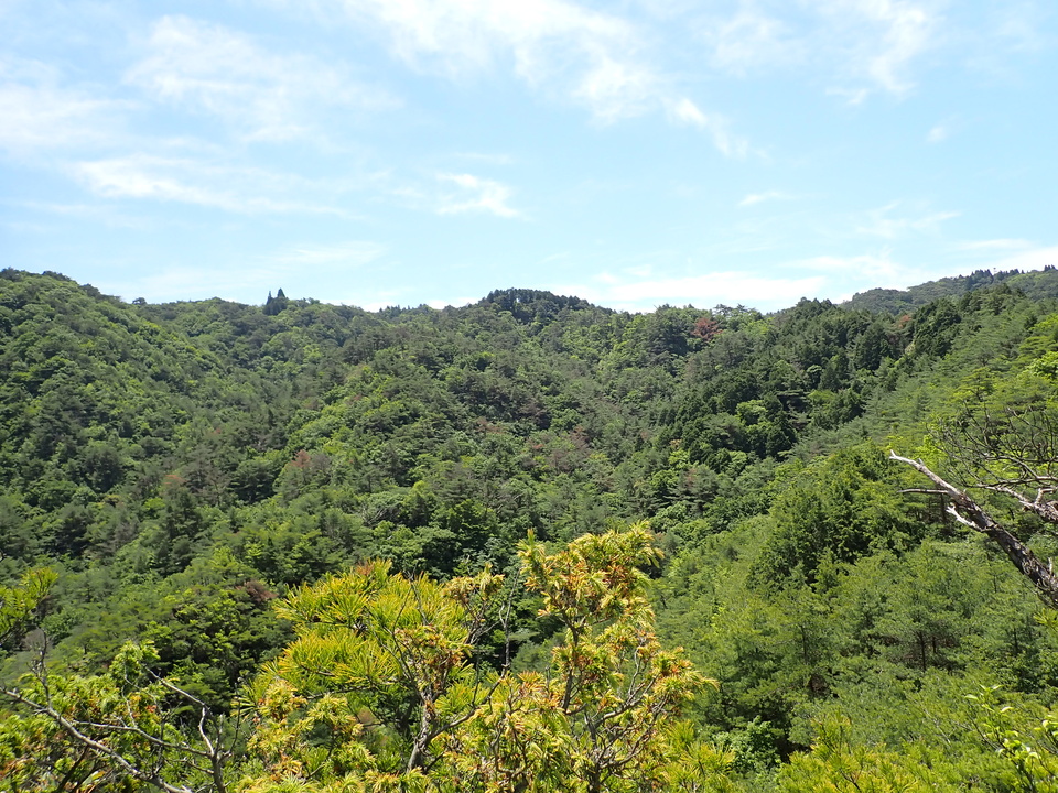 P6018056_mid.jpg