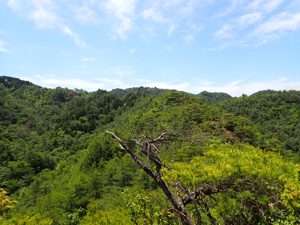P6018057_mid.jpg