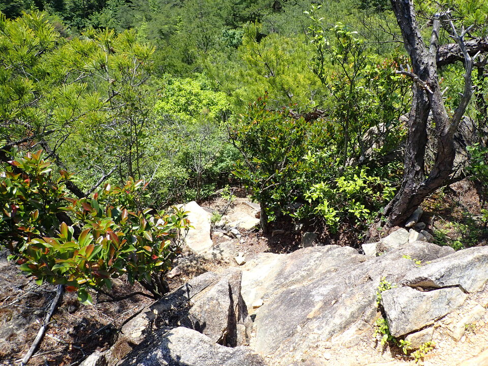 P6018058_mid.jpg