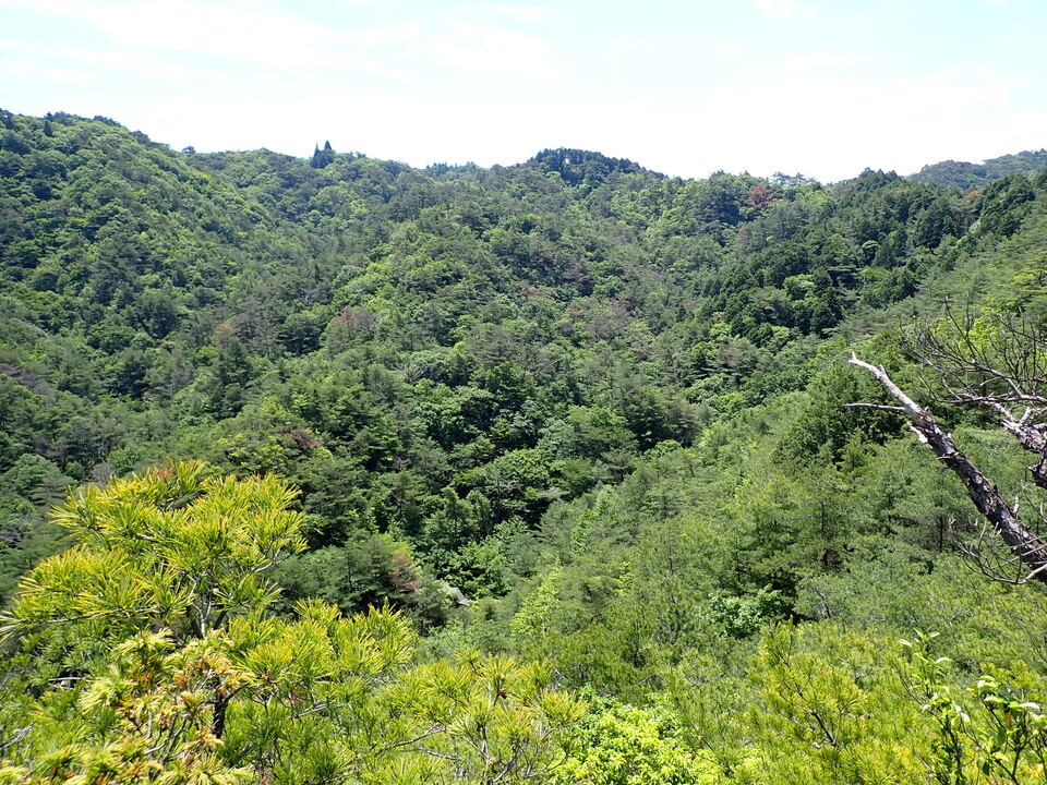 P6018059_mid.jpg