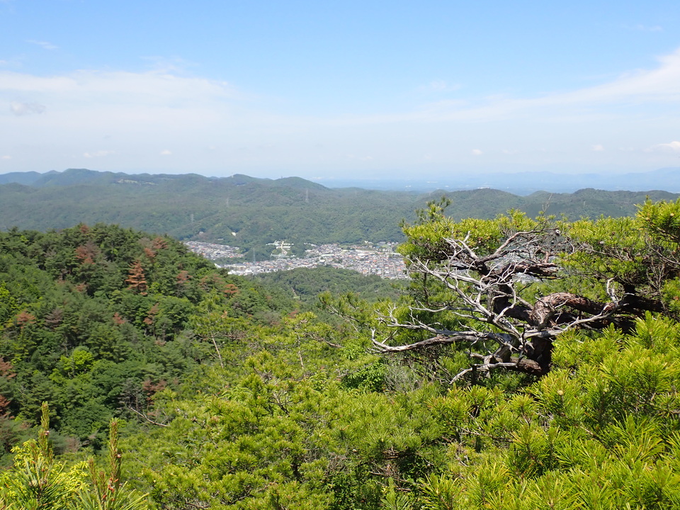P6018062_mid.jpg