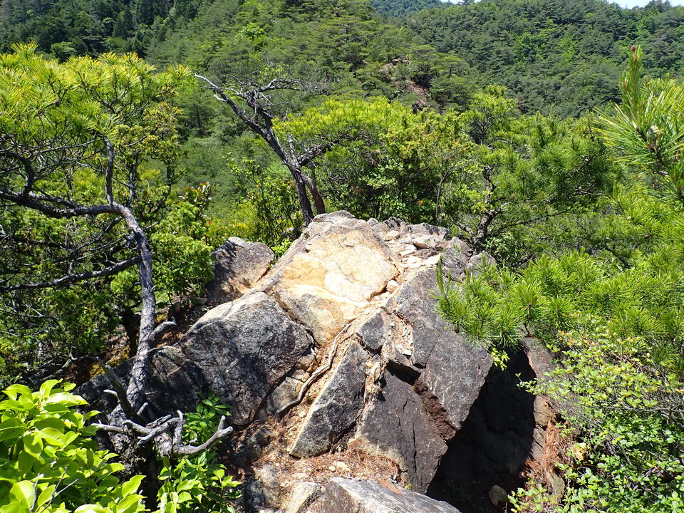 P6018068_mid.jpg