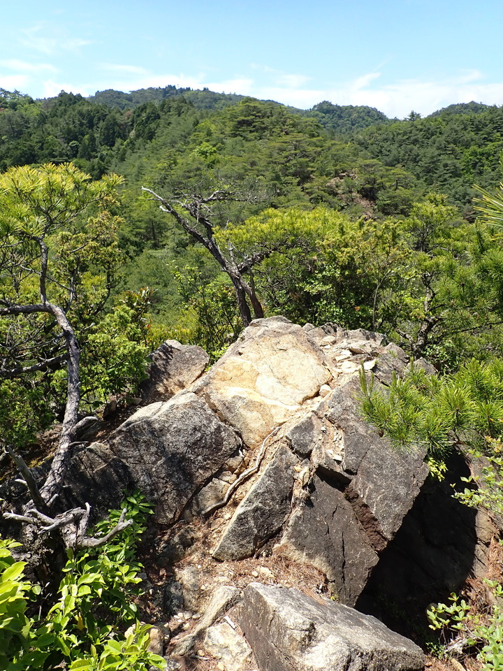 P6018069_mid.jpg
