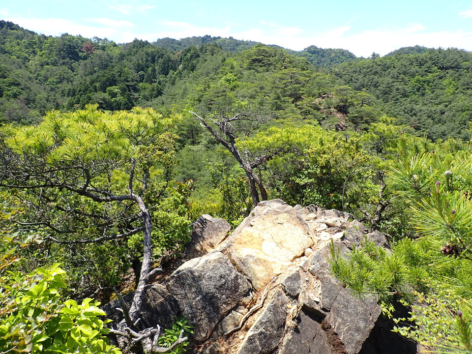 P6018071_mid.jpg