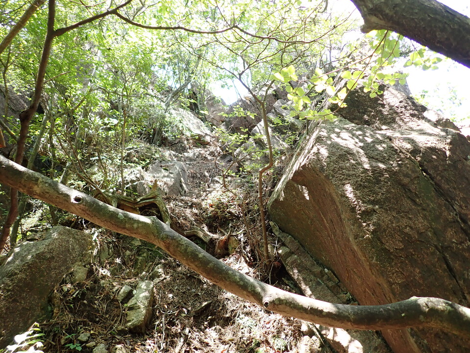 P6018076_mid.jpg