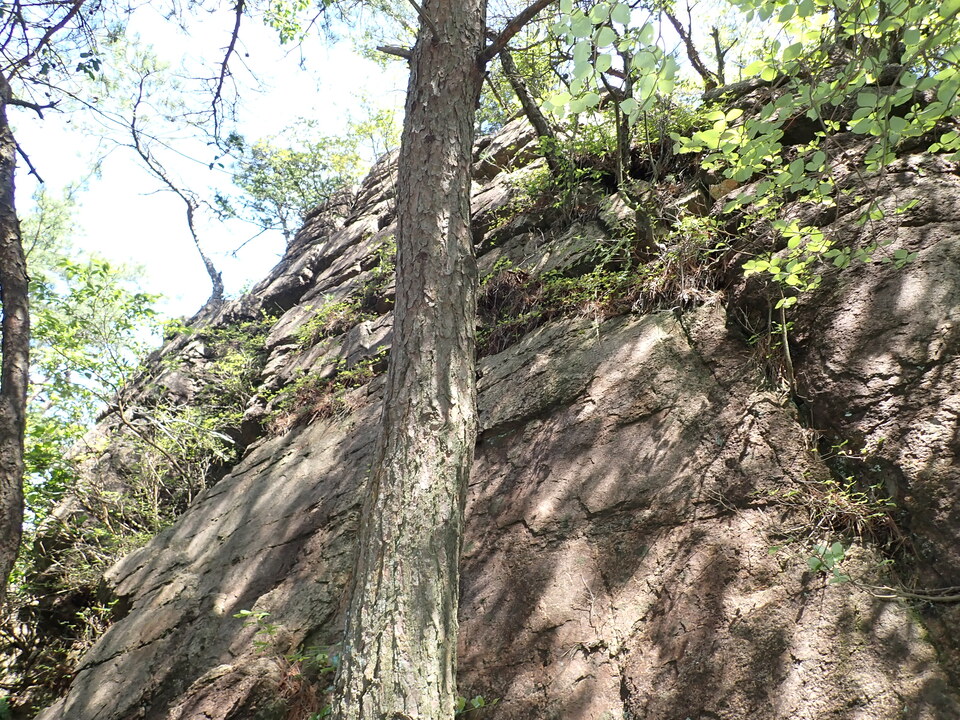 P6018078_mid.jpg