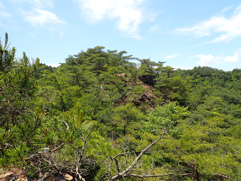 P6018080_mid.jpg