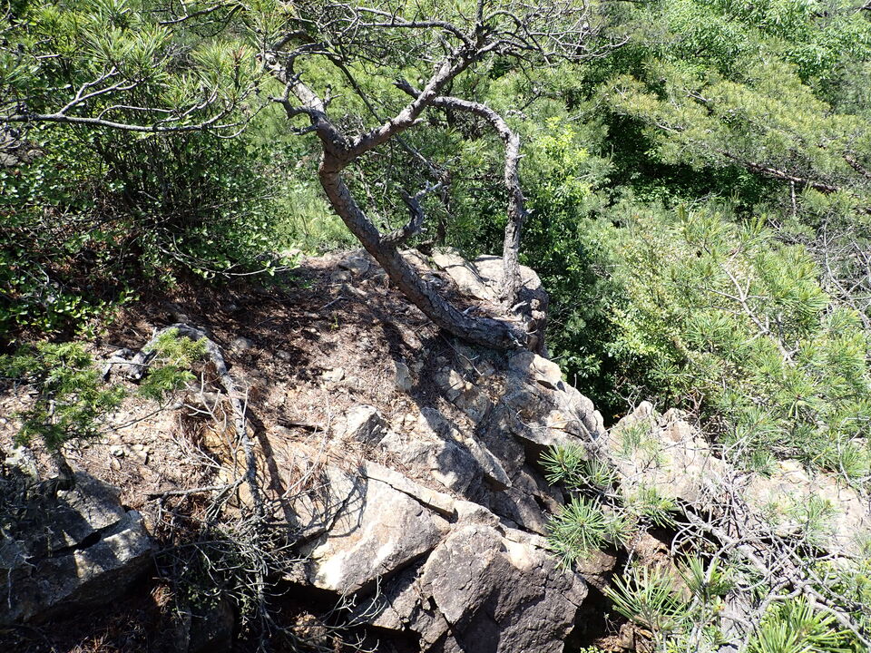 P6018085_mid.jpg