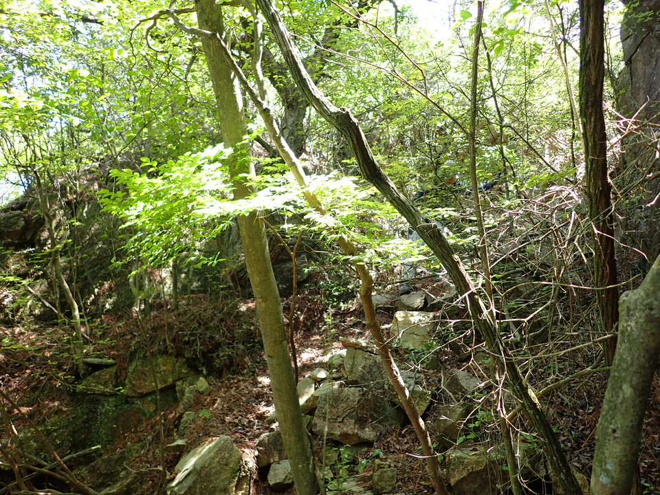 P6018086_mid.jpg