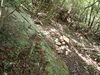 P6018088_thumb.png