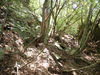 P6018091_thumb.png
