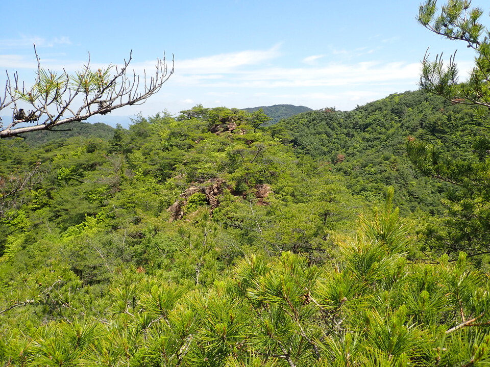 P6018095_mid.jpg
