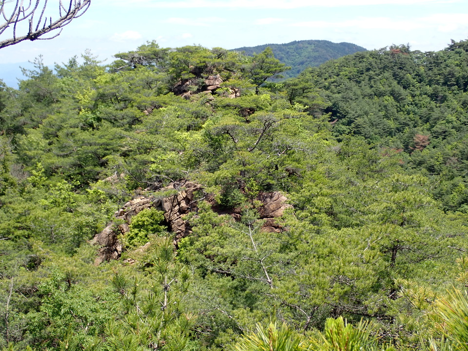 P6018096_mid.jpg