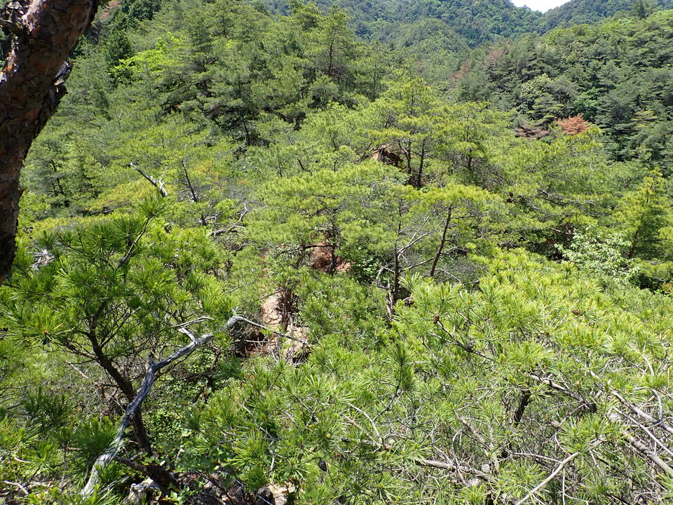 P6018106_mid.jpg