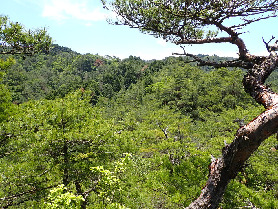 P6018107_mid.jpg