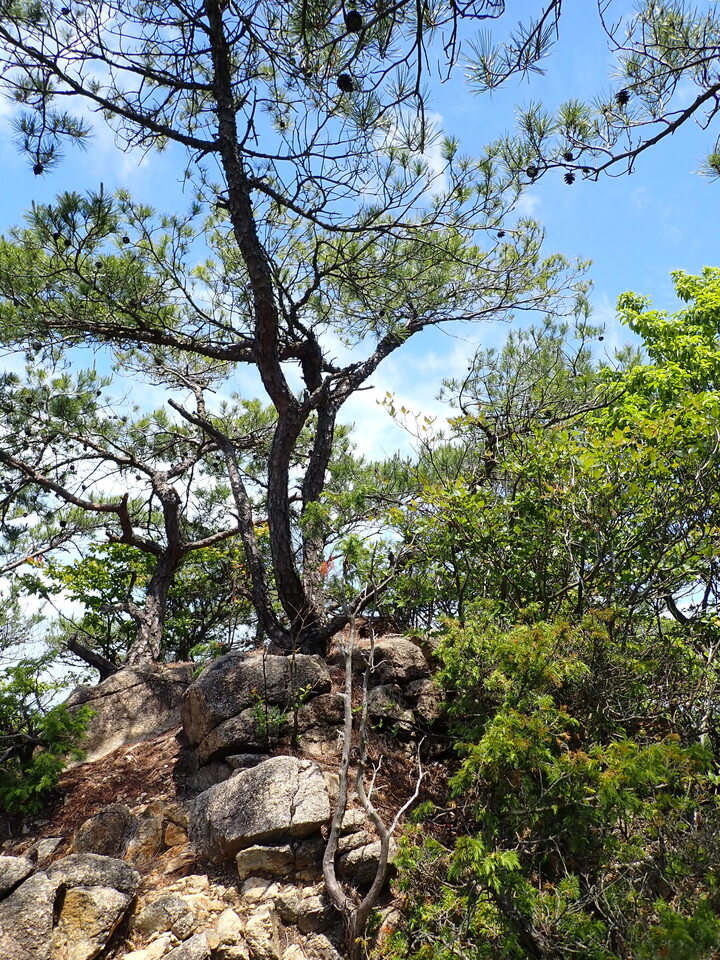 P6018108_mid.jpg