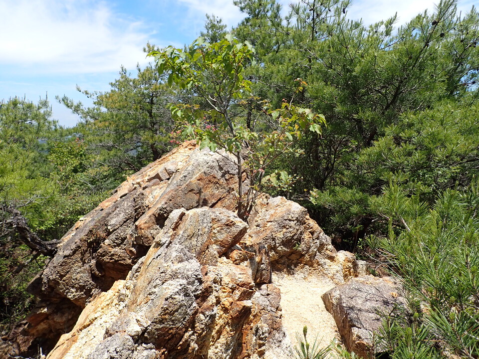 P6018134_mid.jpg