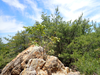 P6018135_thumb.png