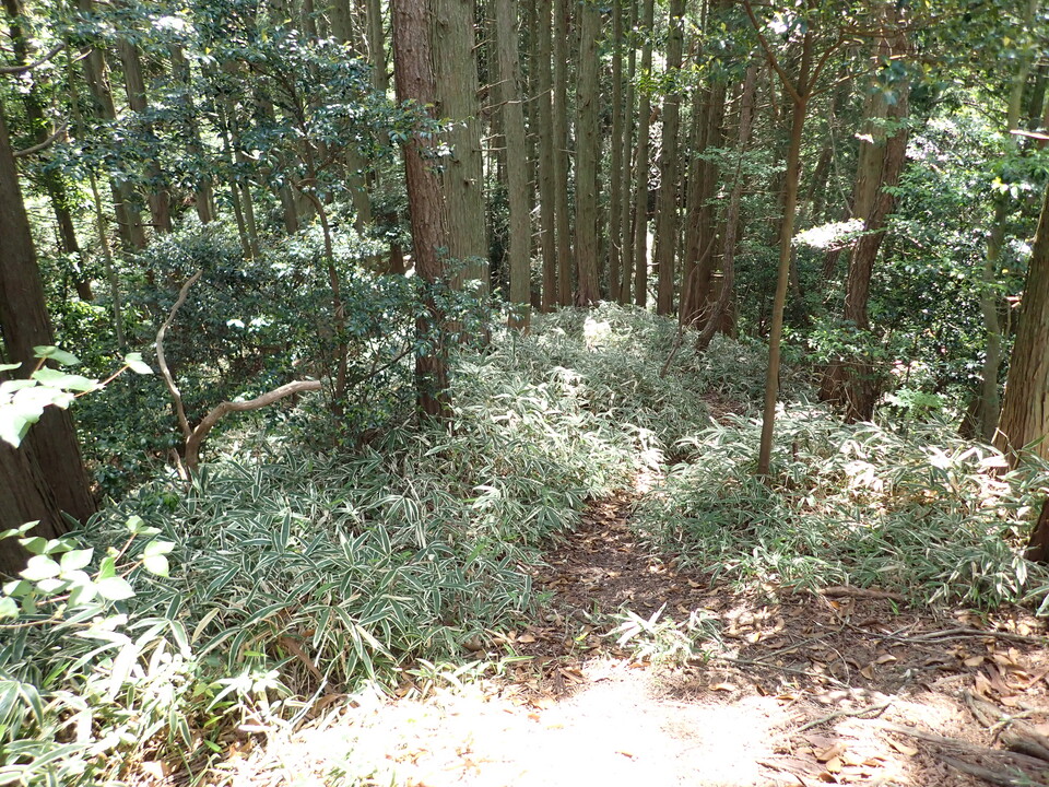 P6018138_mid.jpg