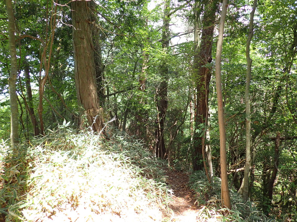 P6018139_mid.jpg