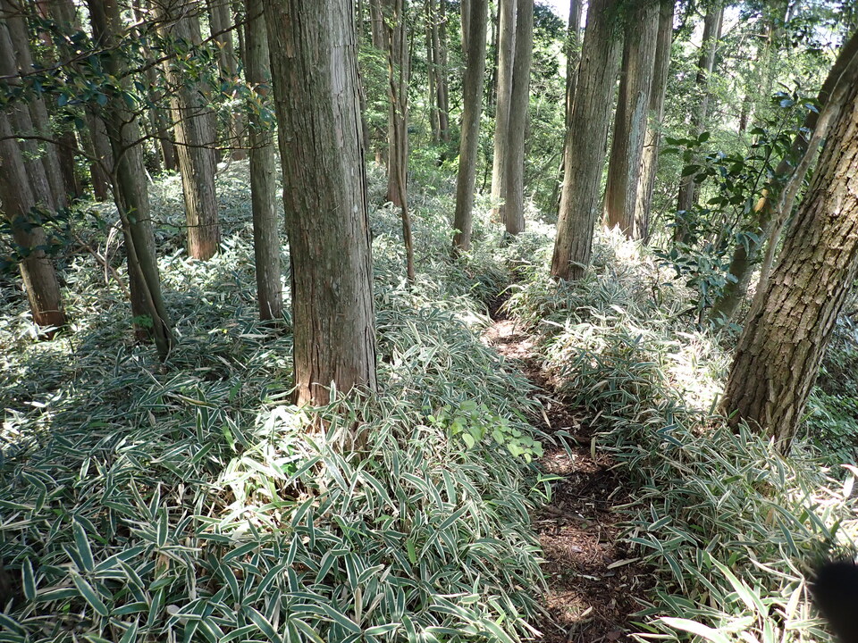 P6018146_mid.jpg