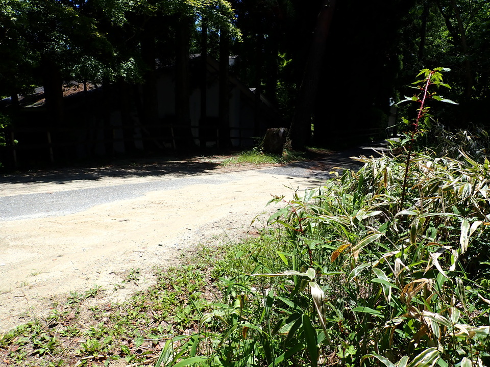 P6018151_mid.jpg