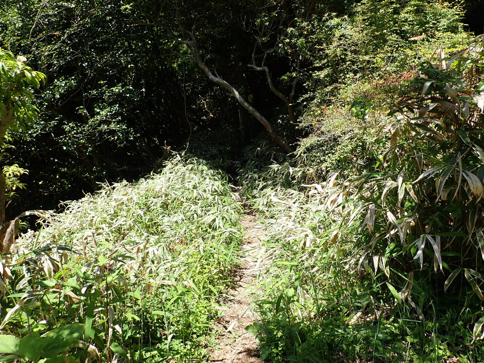 P6018157_mid.jpg