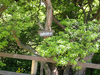 P6018158_thumb.png