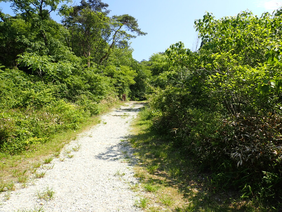 P6018194_mid.jpg