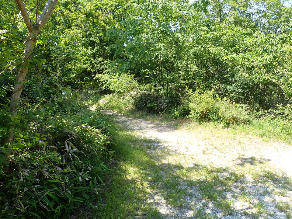 P6018195_mid.jpg